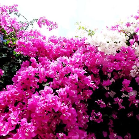 Bougainvillea Suites Kamári 外观 照片