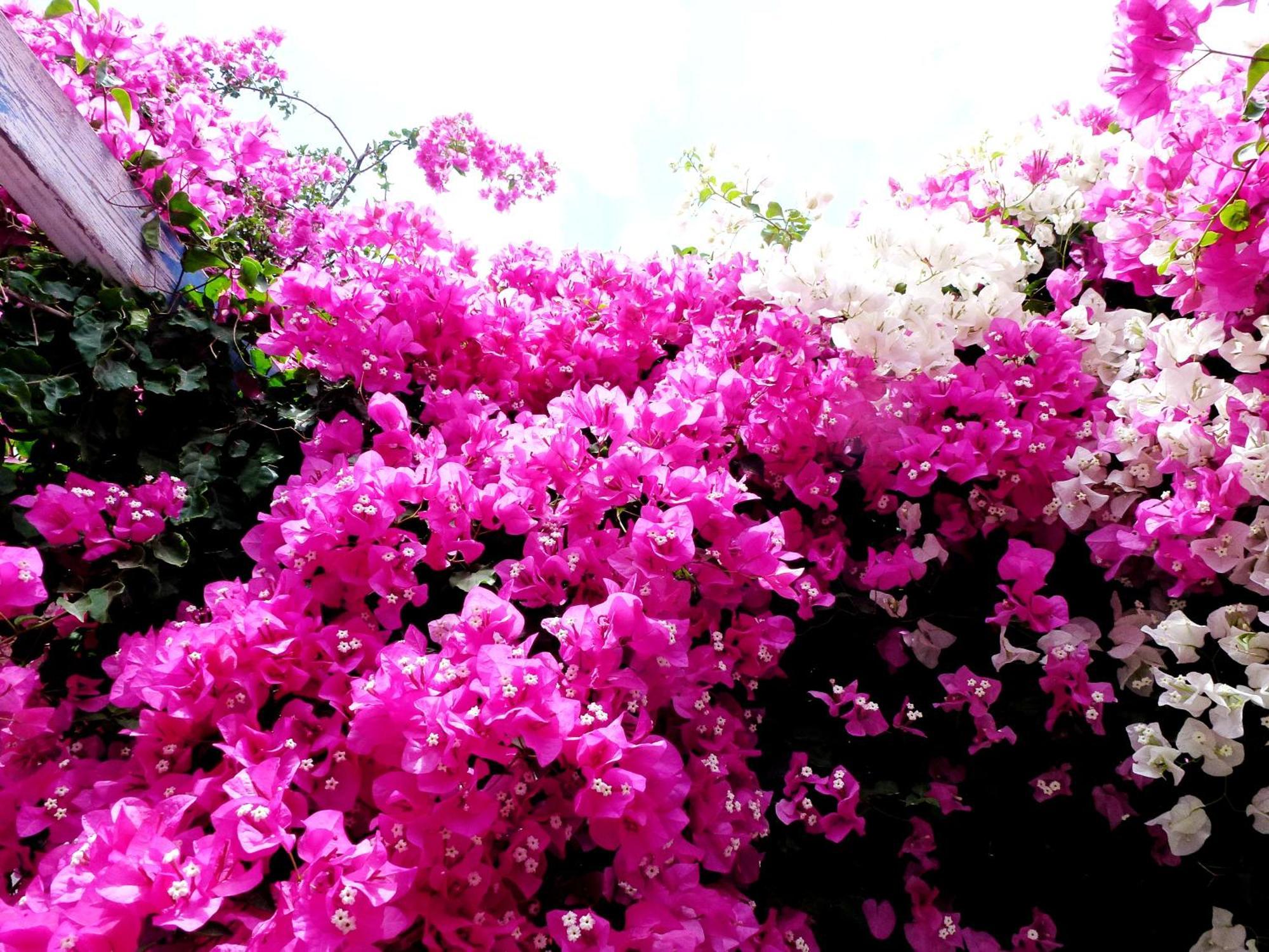 Bougainvillea Suites Kamári 外观 照片